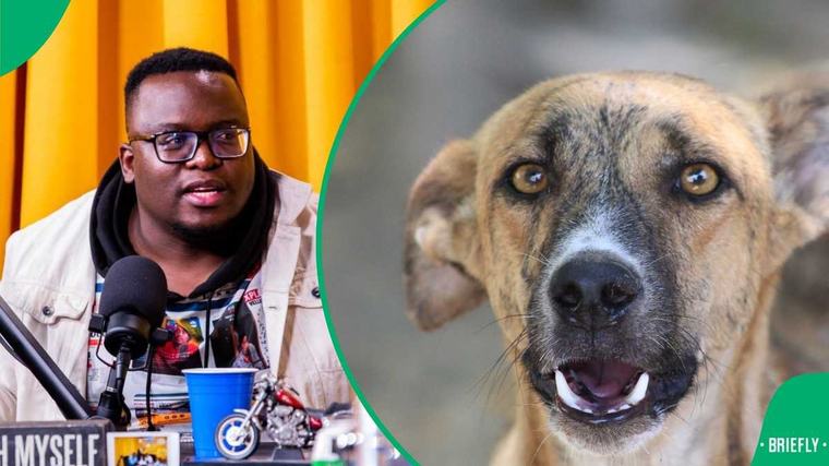 Here's what Sol Phenduka said about Nigeria's dog meat market